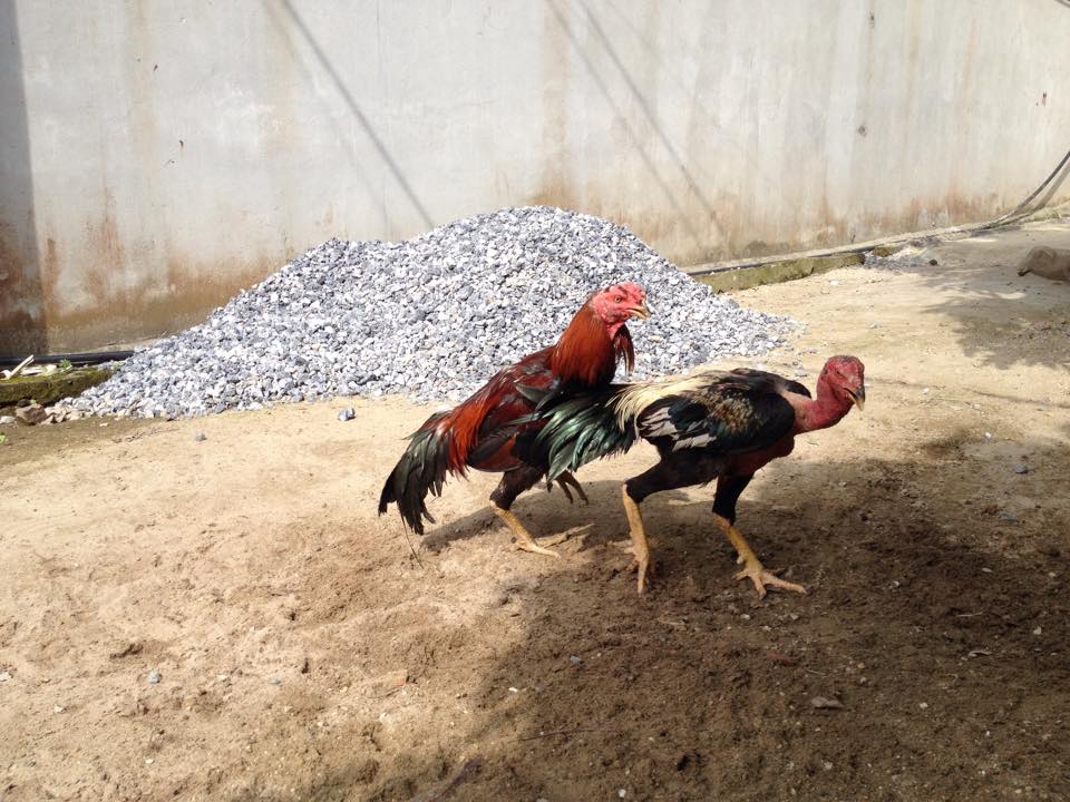 Tìm hiểu chi tiết về gà chạy kiệu Thái Lan